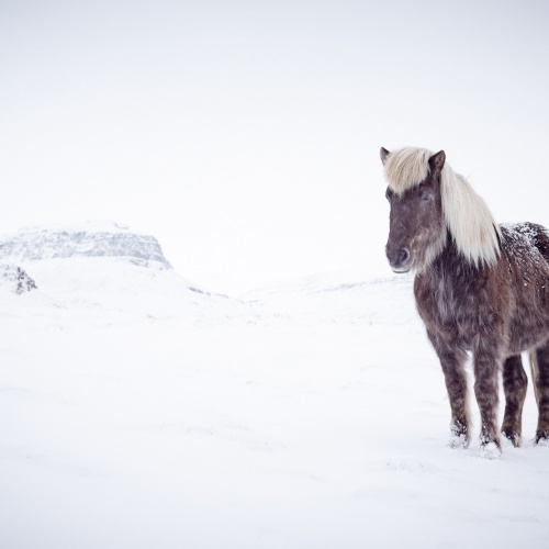 Icelandic Horse | Photo Essay